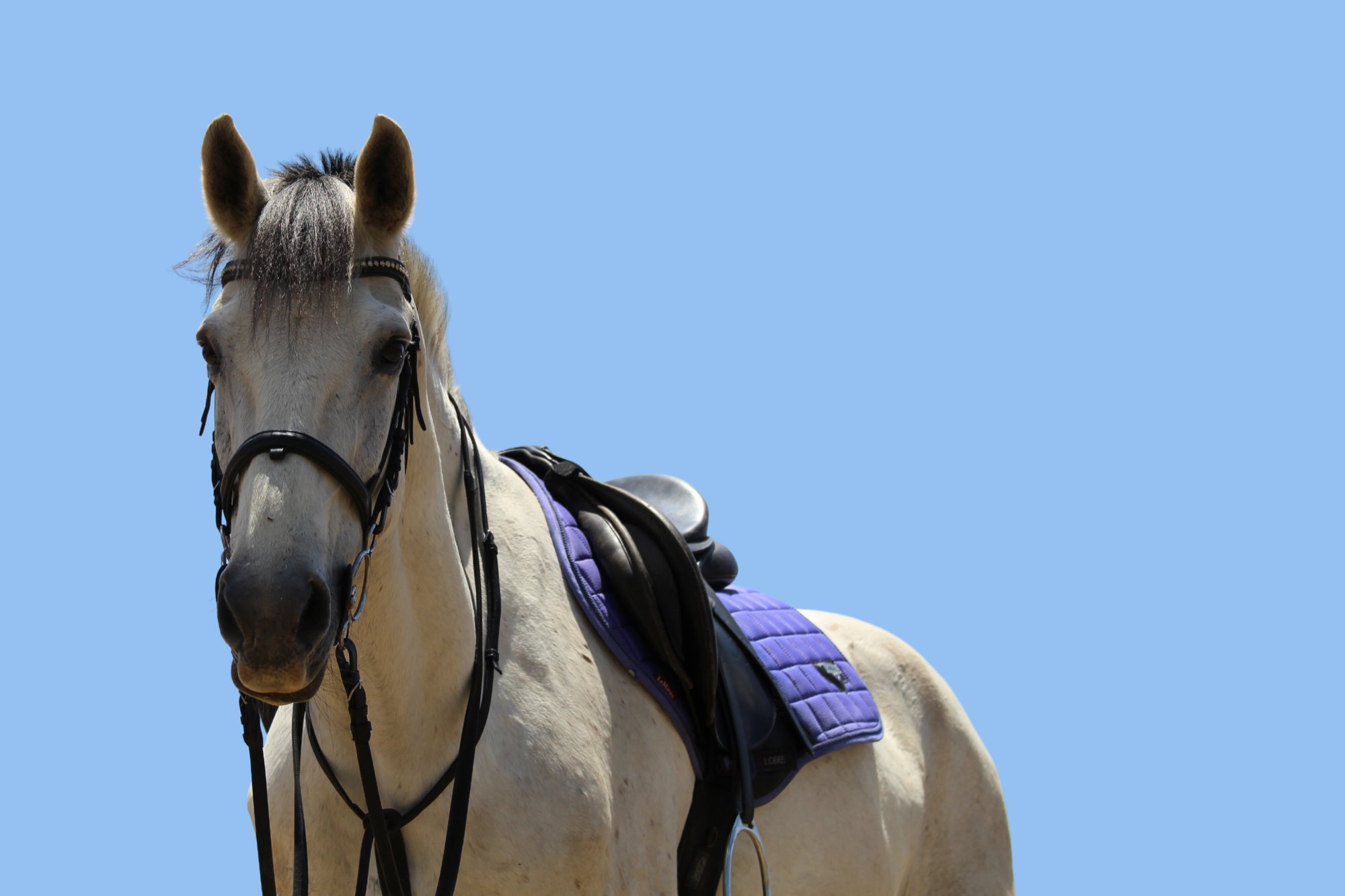 Riding at Rivendale