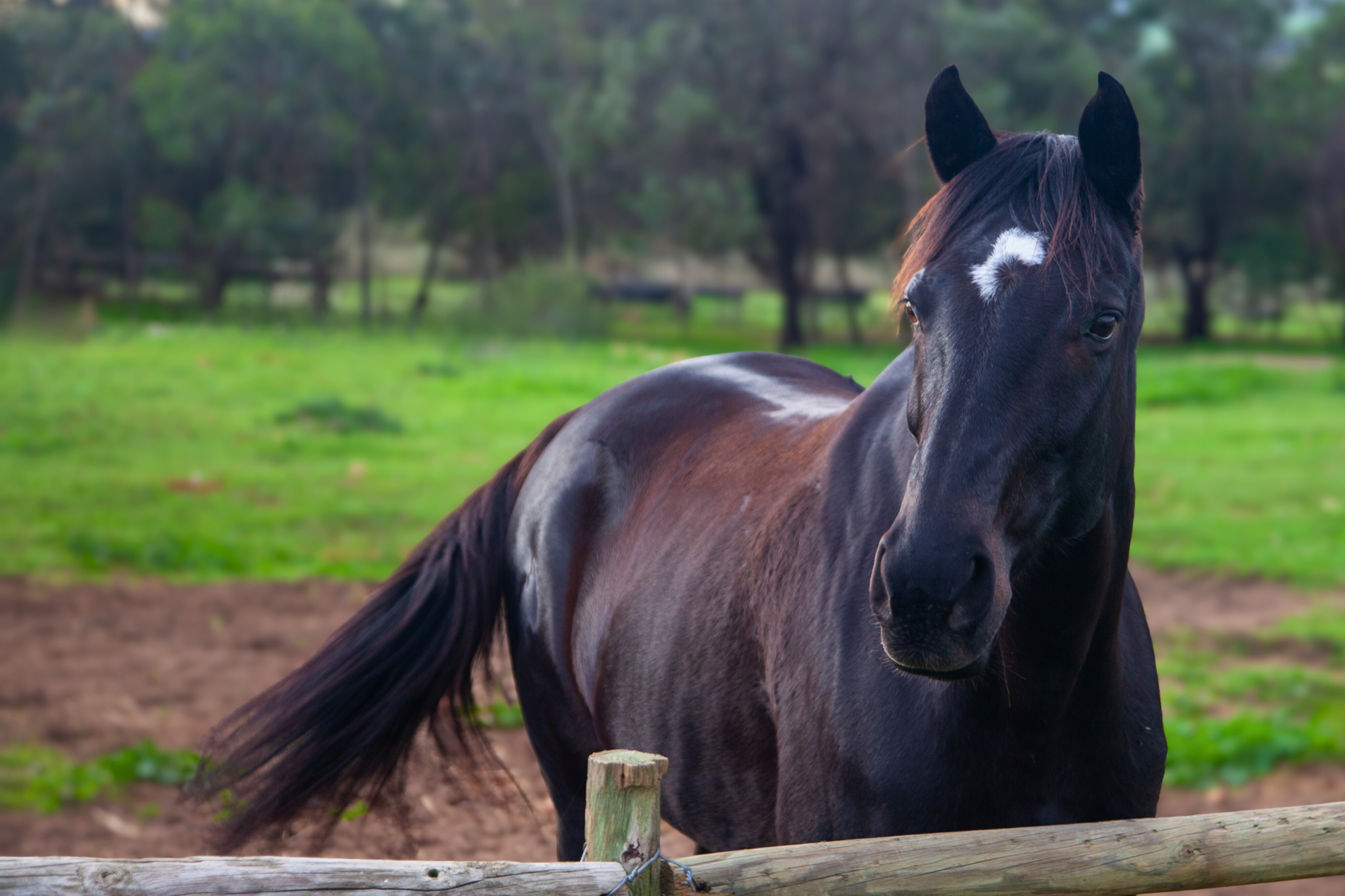 Horses at Rivendale