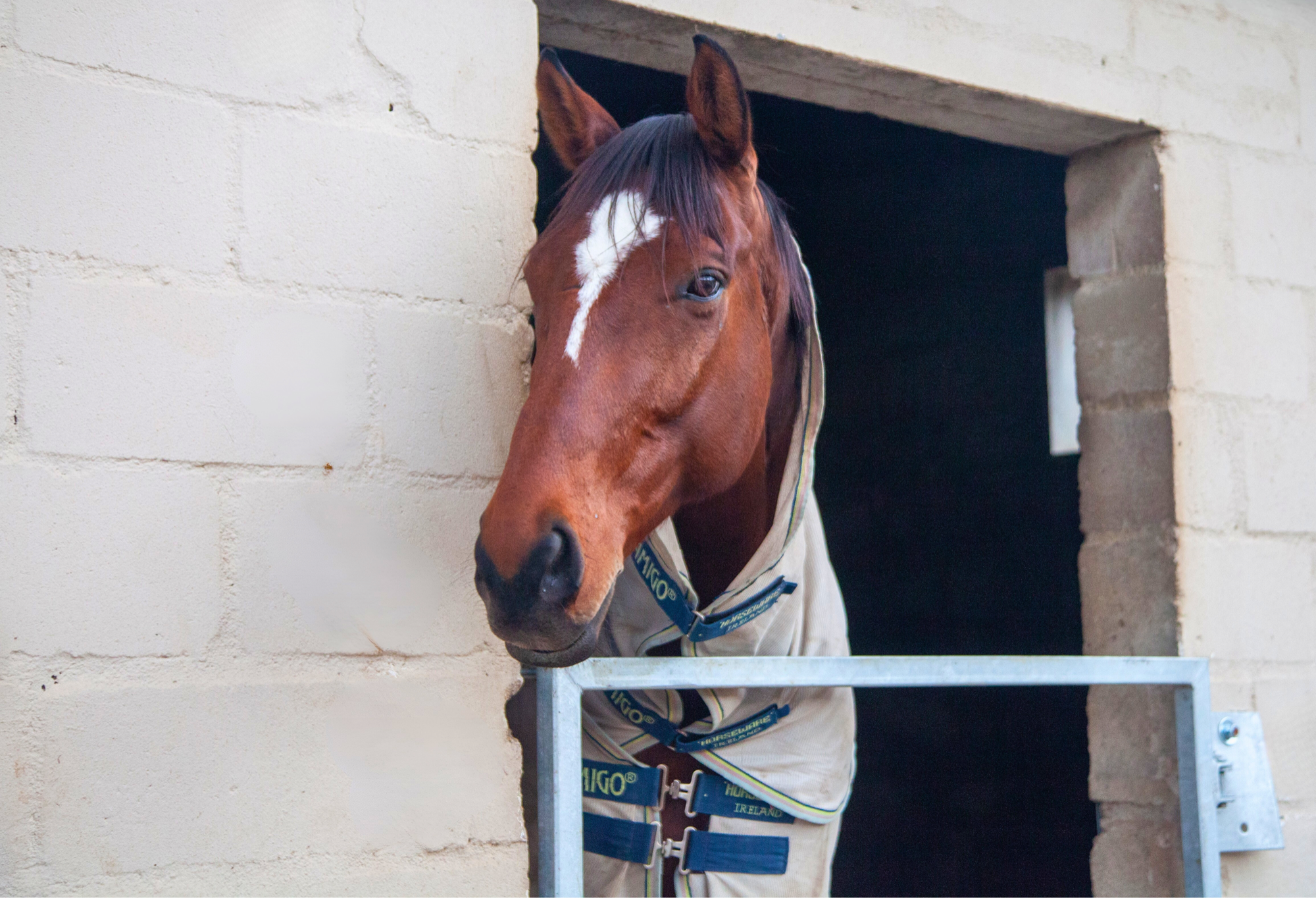 Horses in the paddock